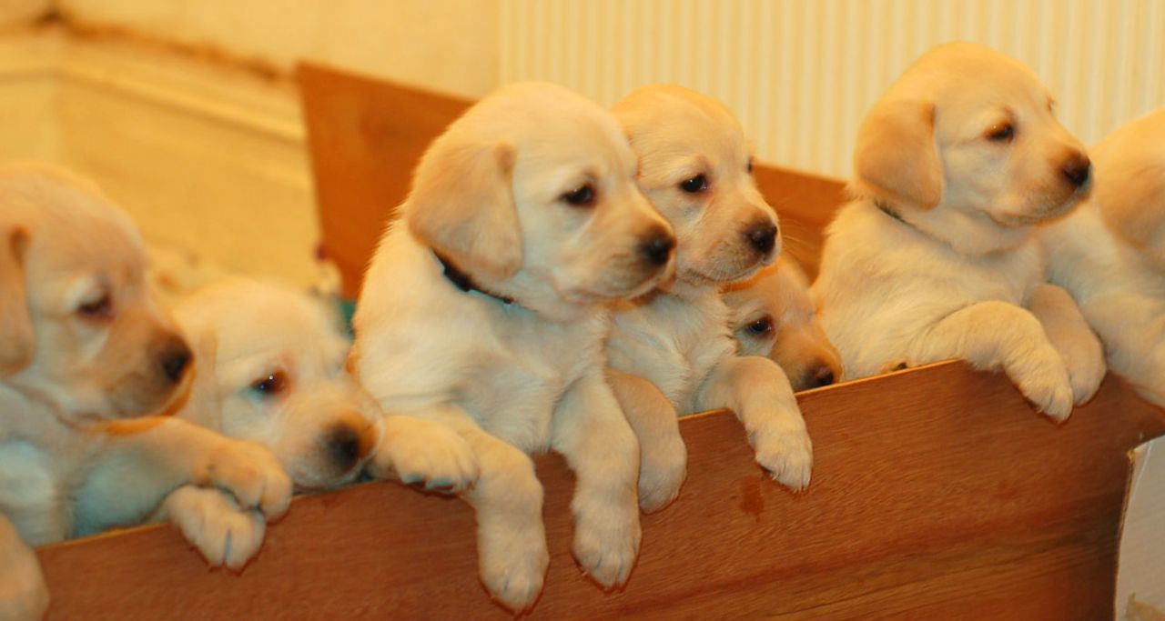 Labrador Puppies For Sale | Khemar