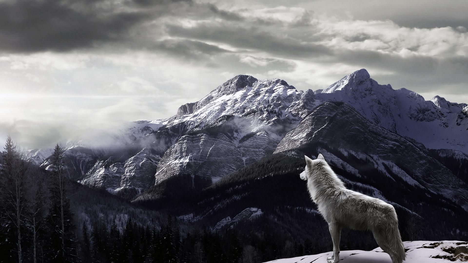 Winter Wolves HD Wallpaper, Winter Wolves Images Cool Backgrounds