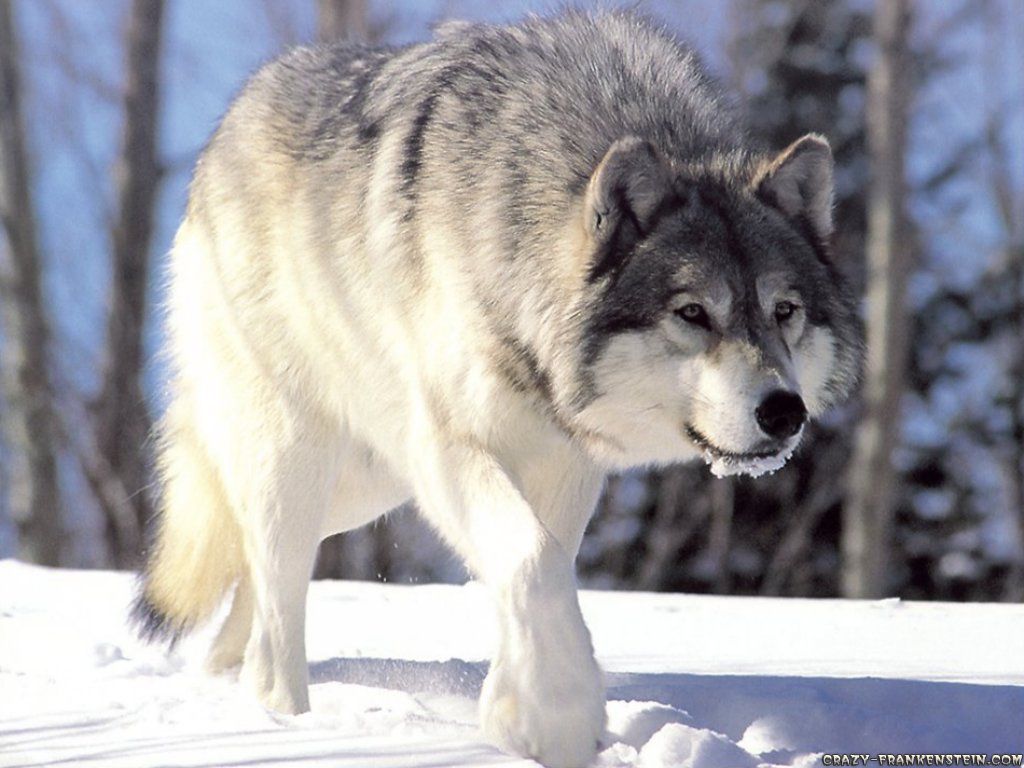 Winter Wolf - Wolves Wallpaper 32724301 - Fanpop