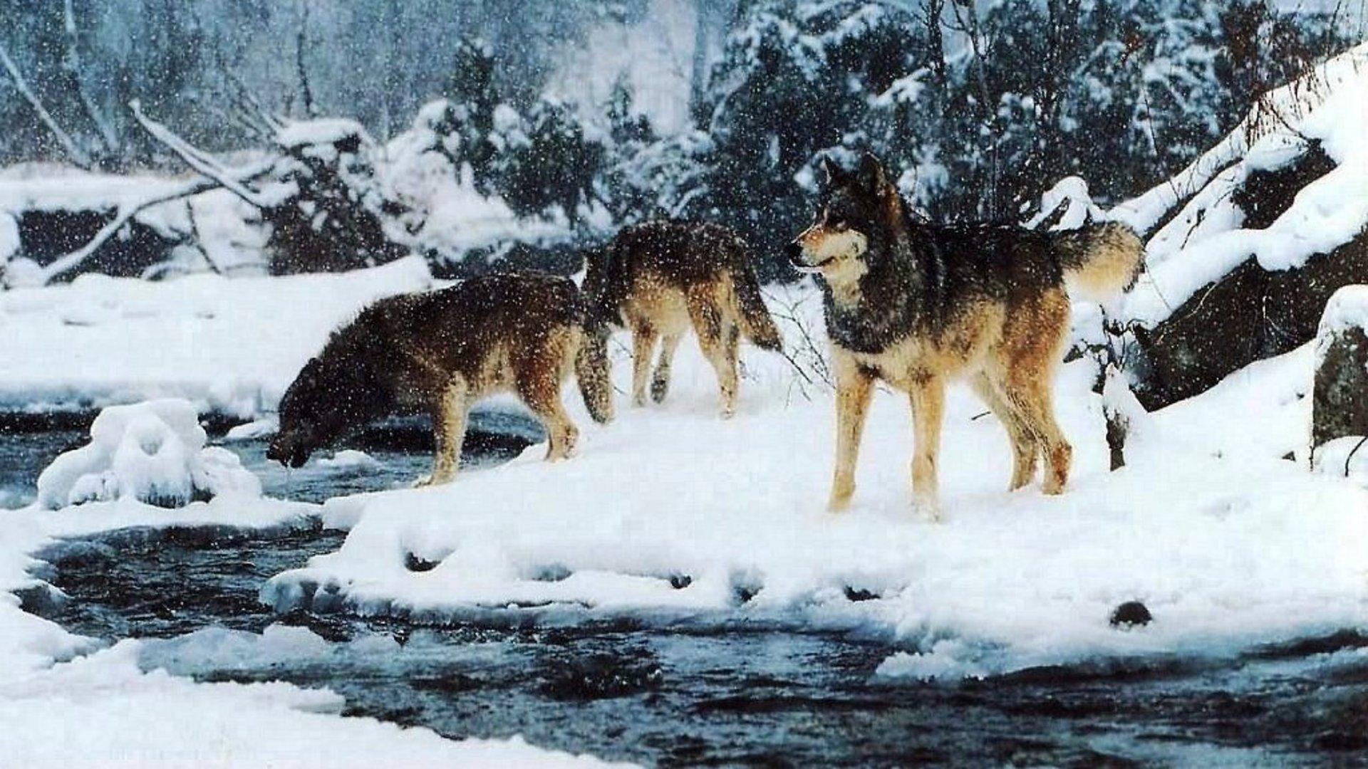 Winter Wolf Pack HD Wallpaper, get it now