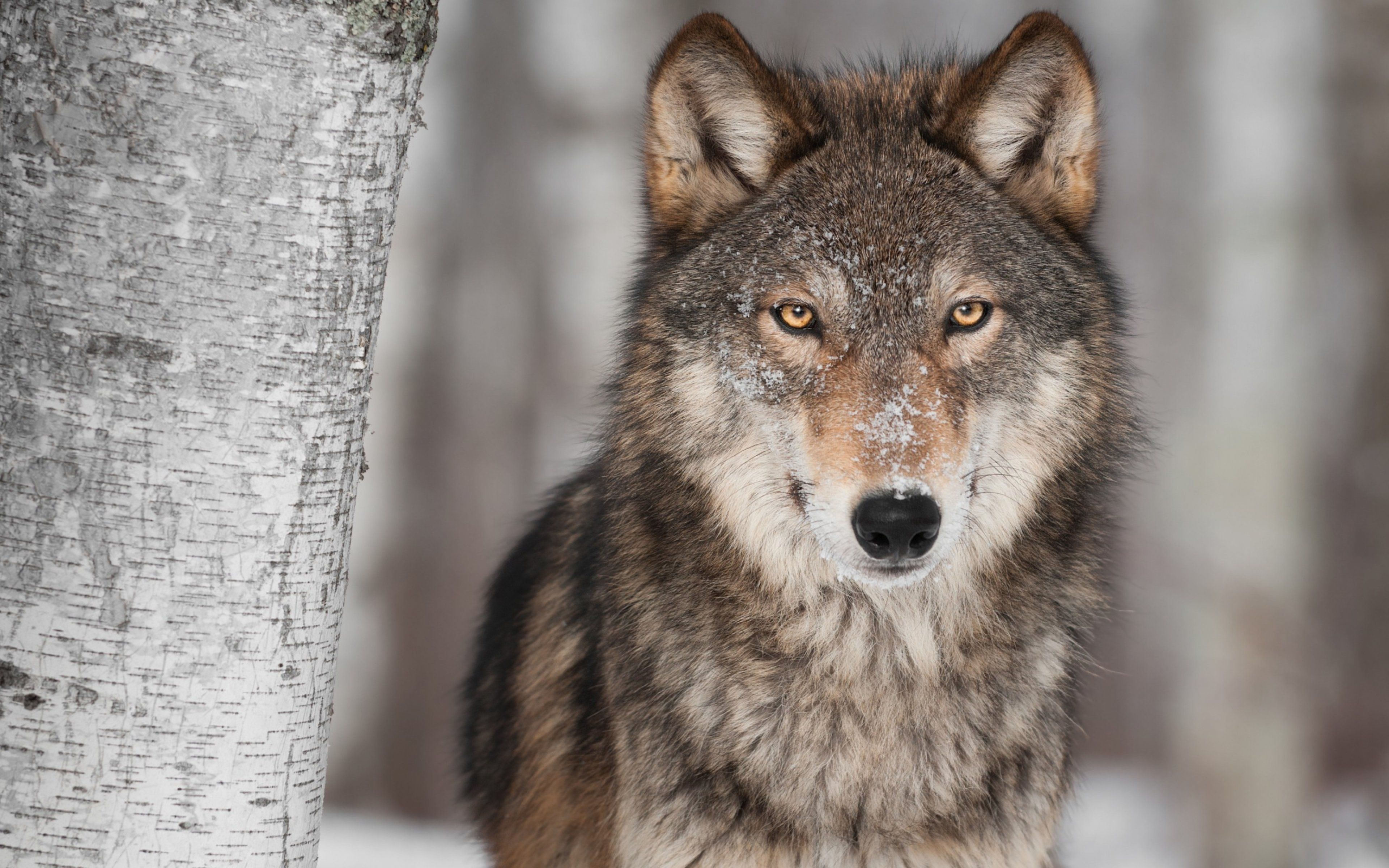 Wolf wolves predator carnivore f wallpaper 1