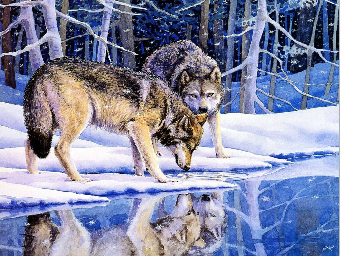 Winter snow wolf wallpaper - - High Quality and other
