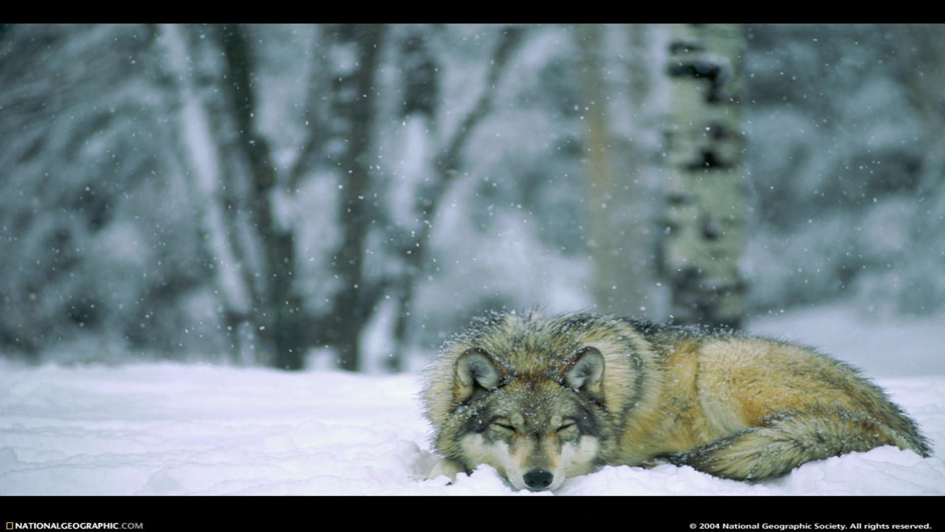 Wolf In Winter Forest Minnesota Usa National Park HD Wallpaper