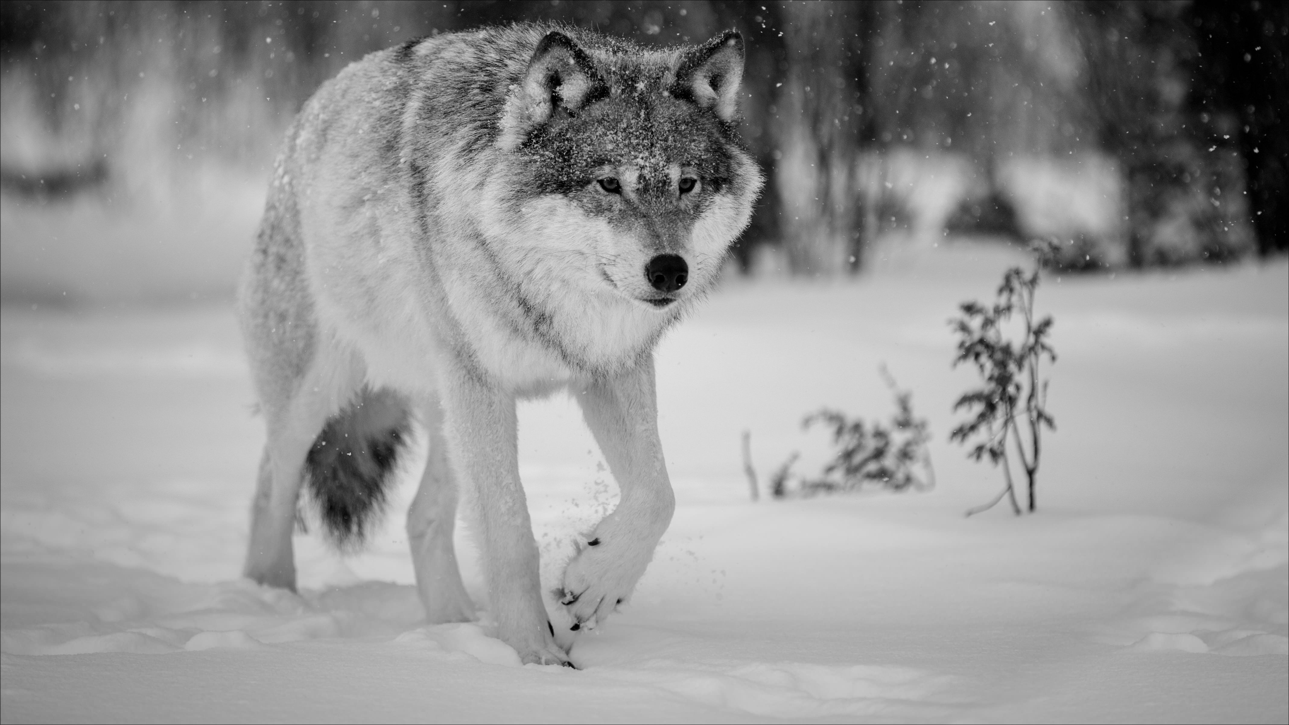 Winter snow landscape nature wolf wolves wallpaper 4273x2403