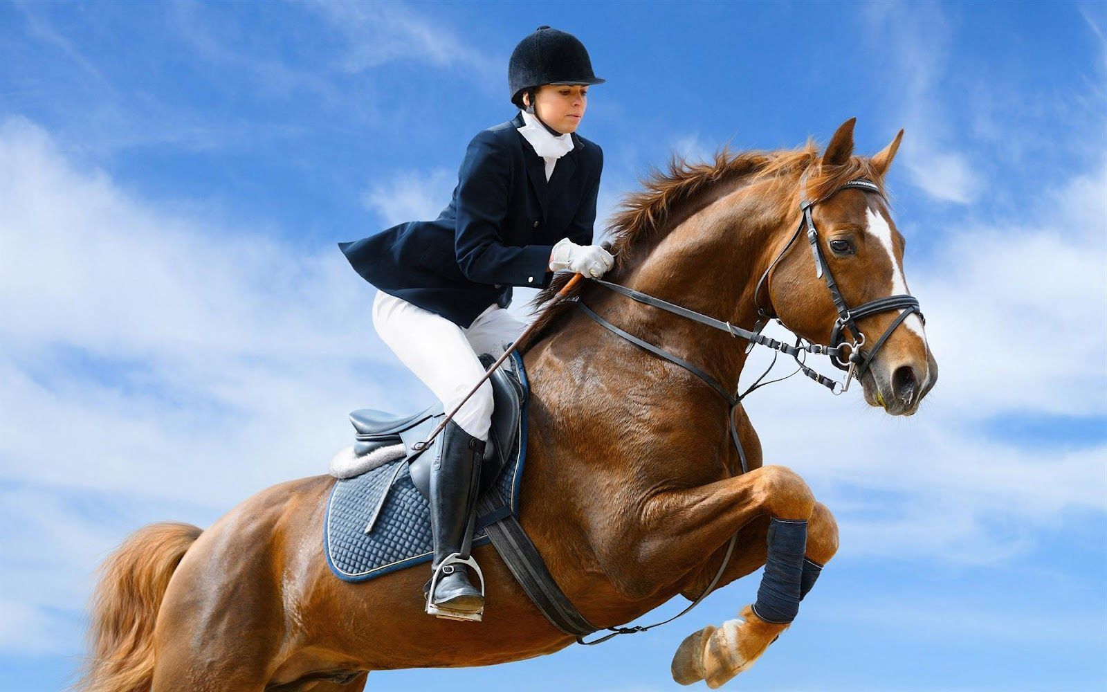 Jockey and jumping horse wallpaper HD Animals Backgrounds