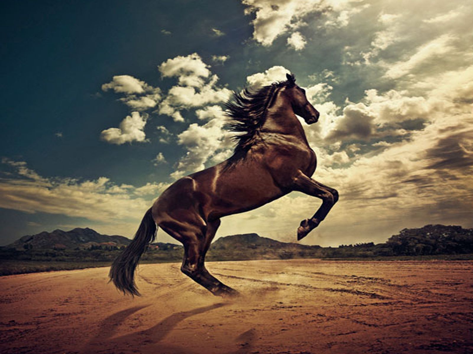 Lovely Horses Wallpapers - Entertainment Only