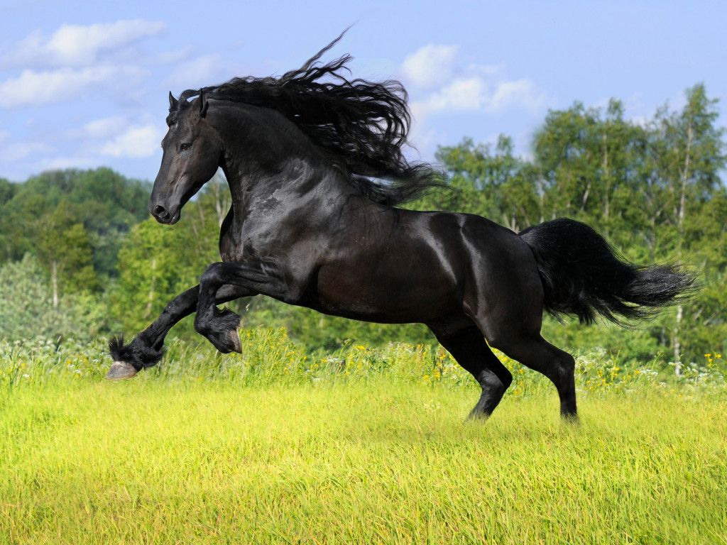 Horse black horse jumping wallpapers HD widescreen