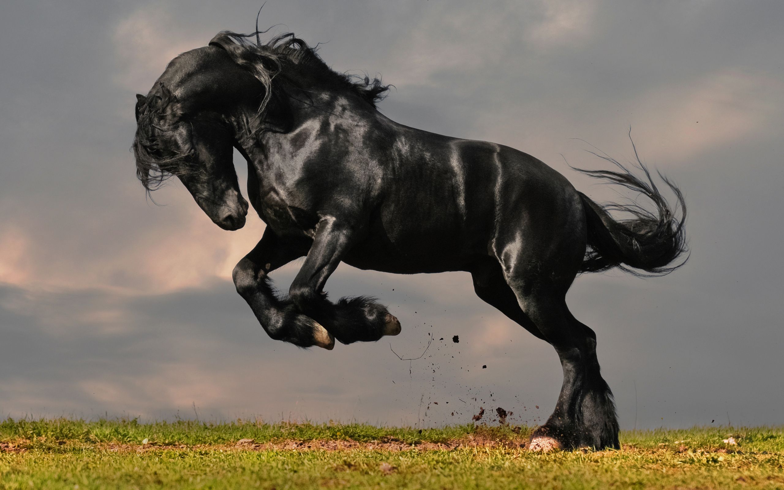 Black Horse HD Wallpapers Black Horse Images Cool Backgrounds