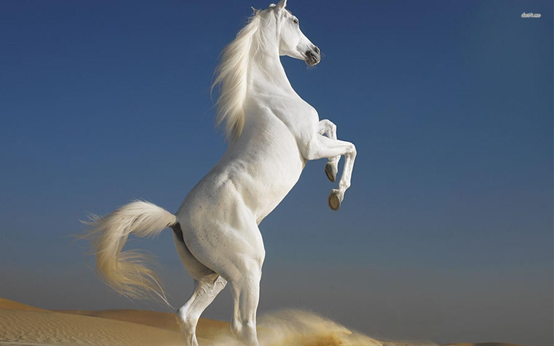 Gallant Horse HD Wallpaper Animals Backgrounds