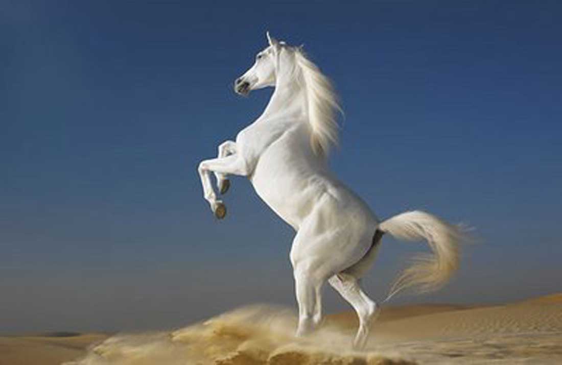 White Horse Wallpapers - Wallmanage.com