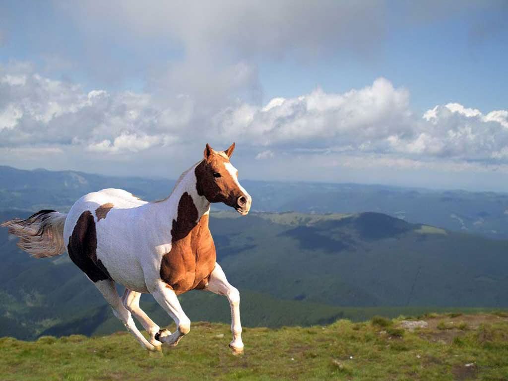 Beautiful Horse Pictures - The Wondrous Pics
