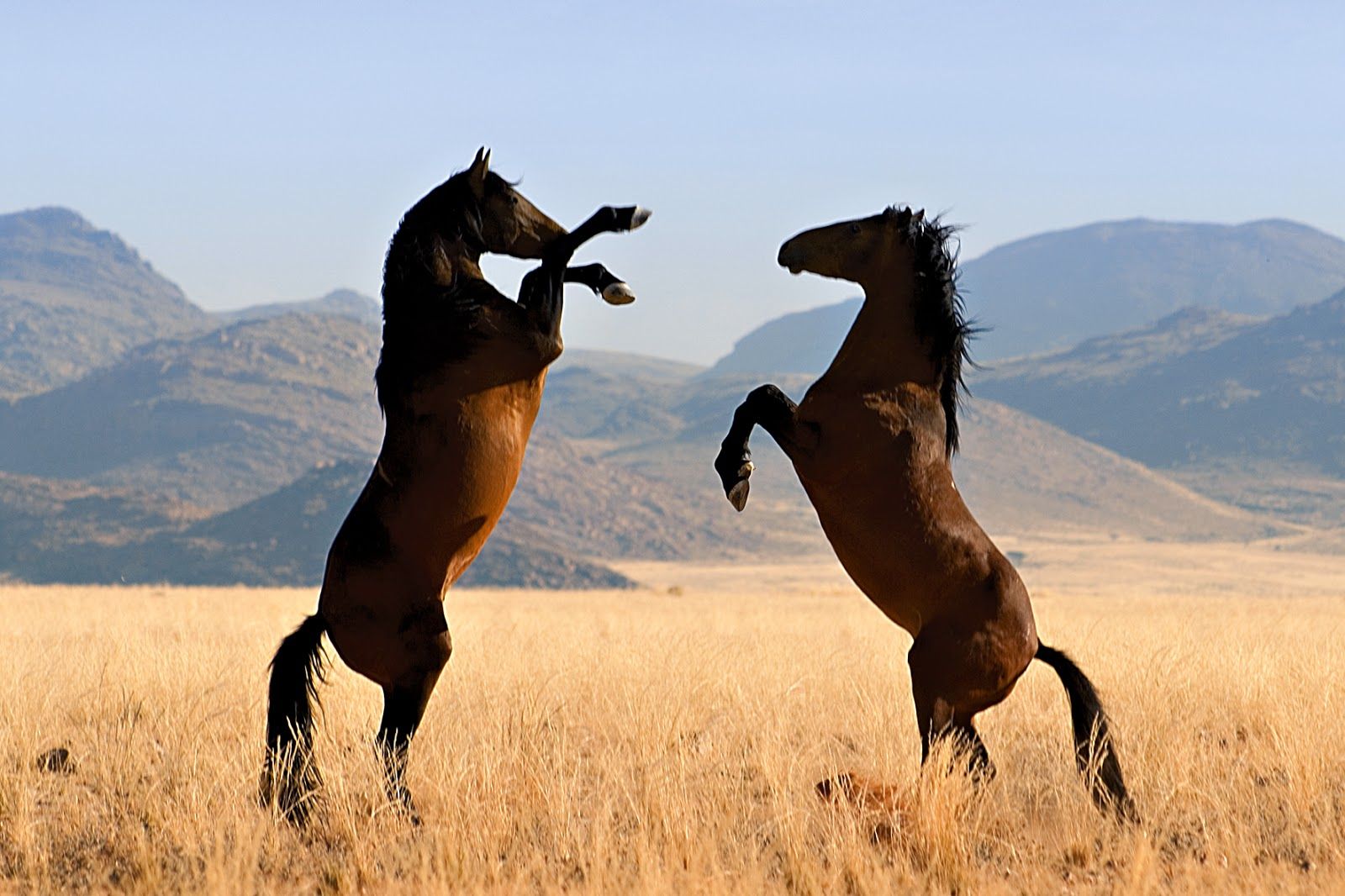 Download HD Wallpapers of Horses Free Desk Backgrounds