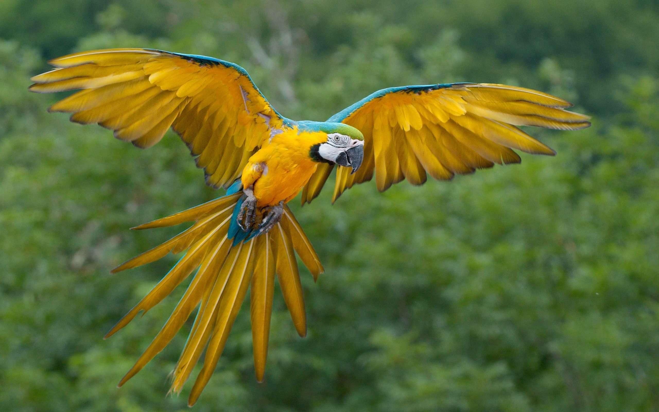 Macaw Parrot Wallpaper High Quality Pc Dekstop Full Hd Wallpapers ...