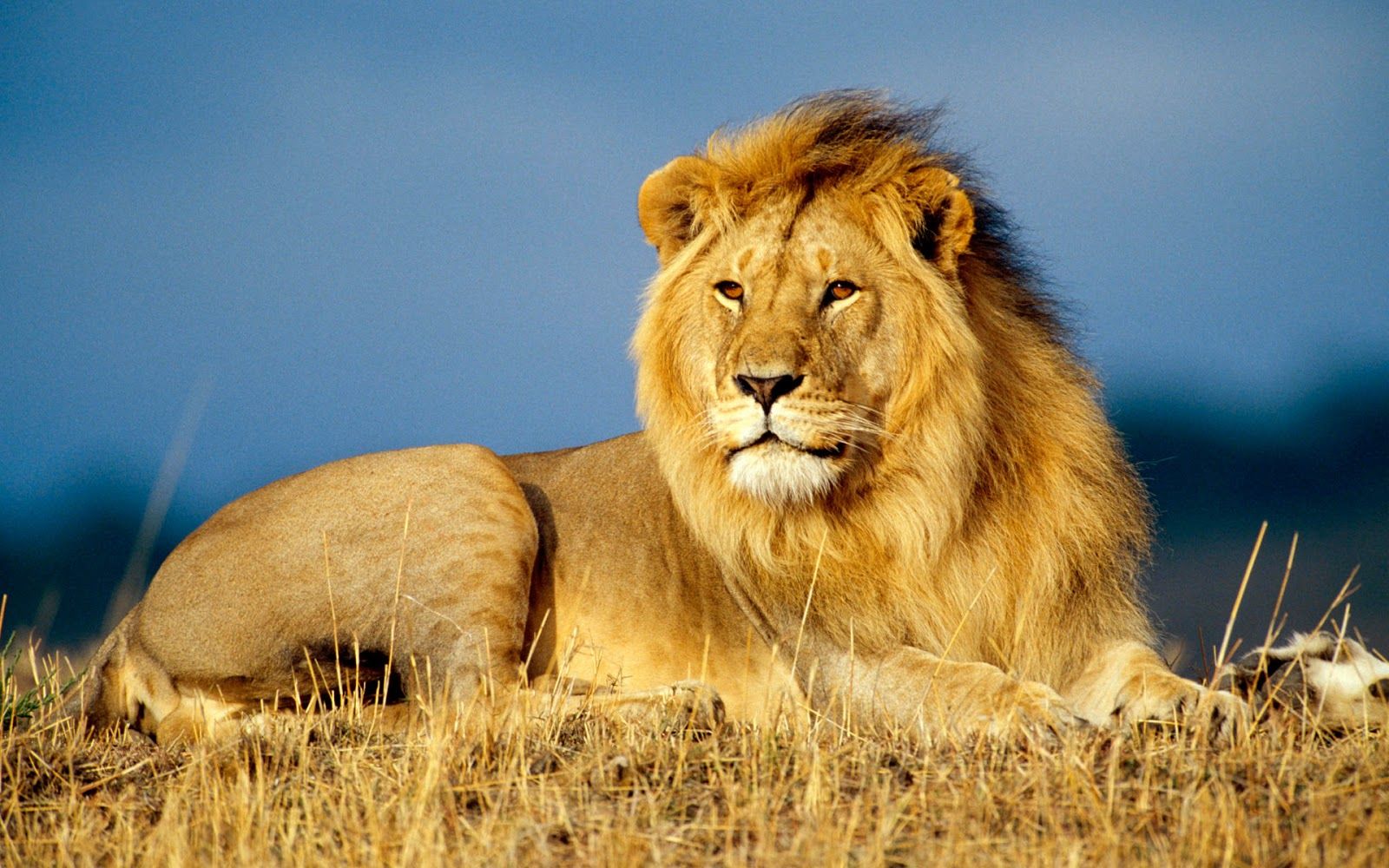 African Lion New Hd Wallpapers 2013 | Beautiful And Dangerous ...