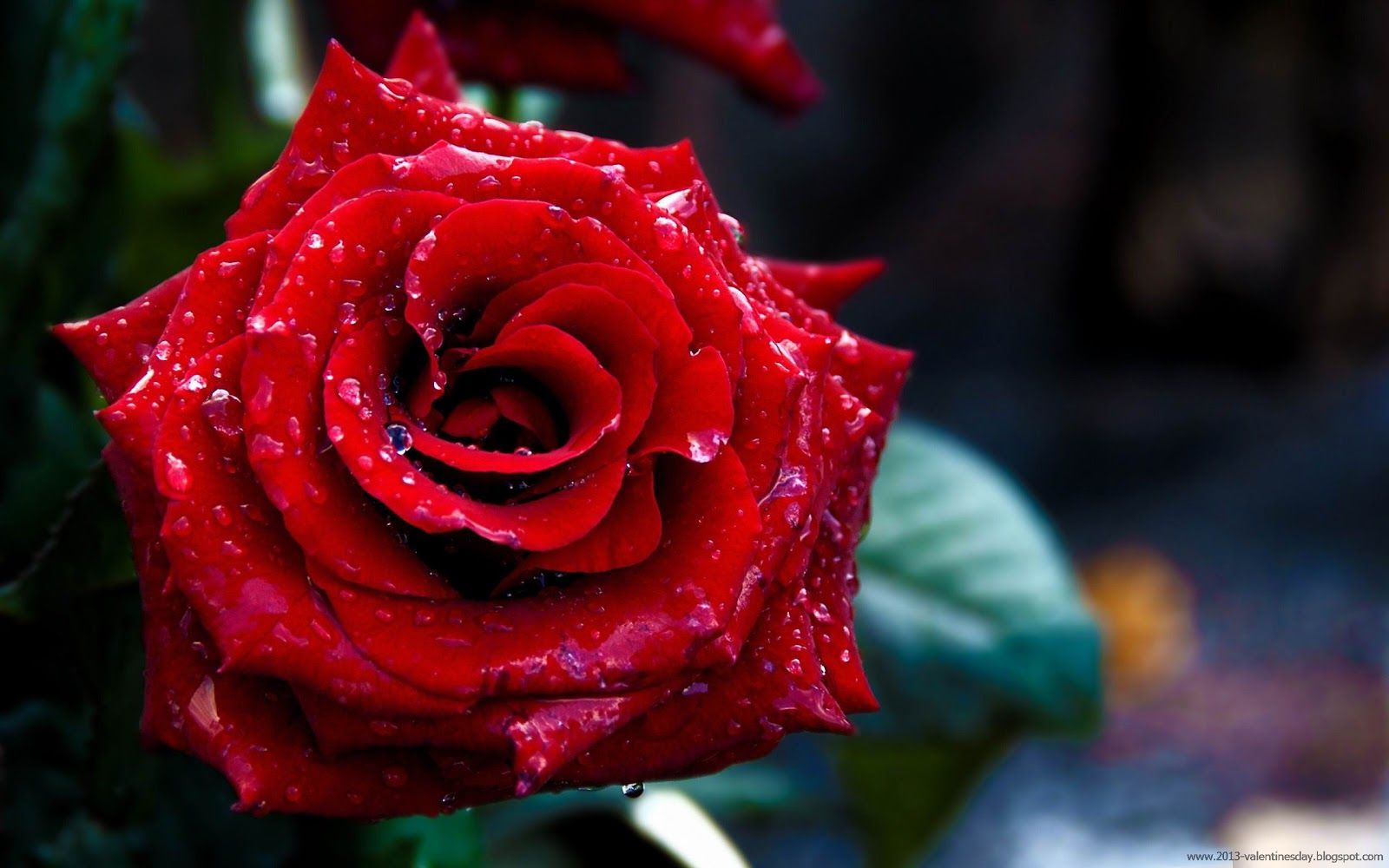 My Quotes: New latest Happy Rose Day 2013 HD Wallpapers