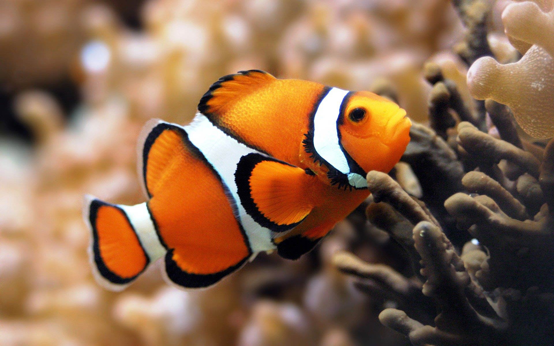 Clownfish Wallpaper - Animals Town