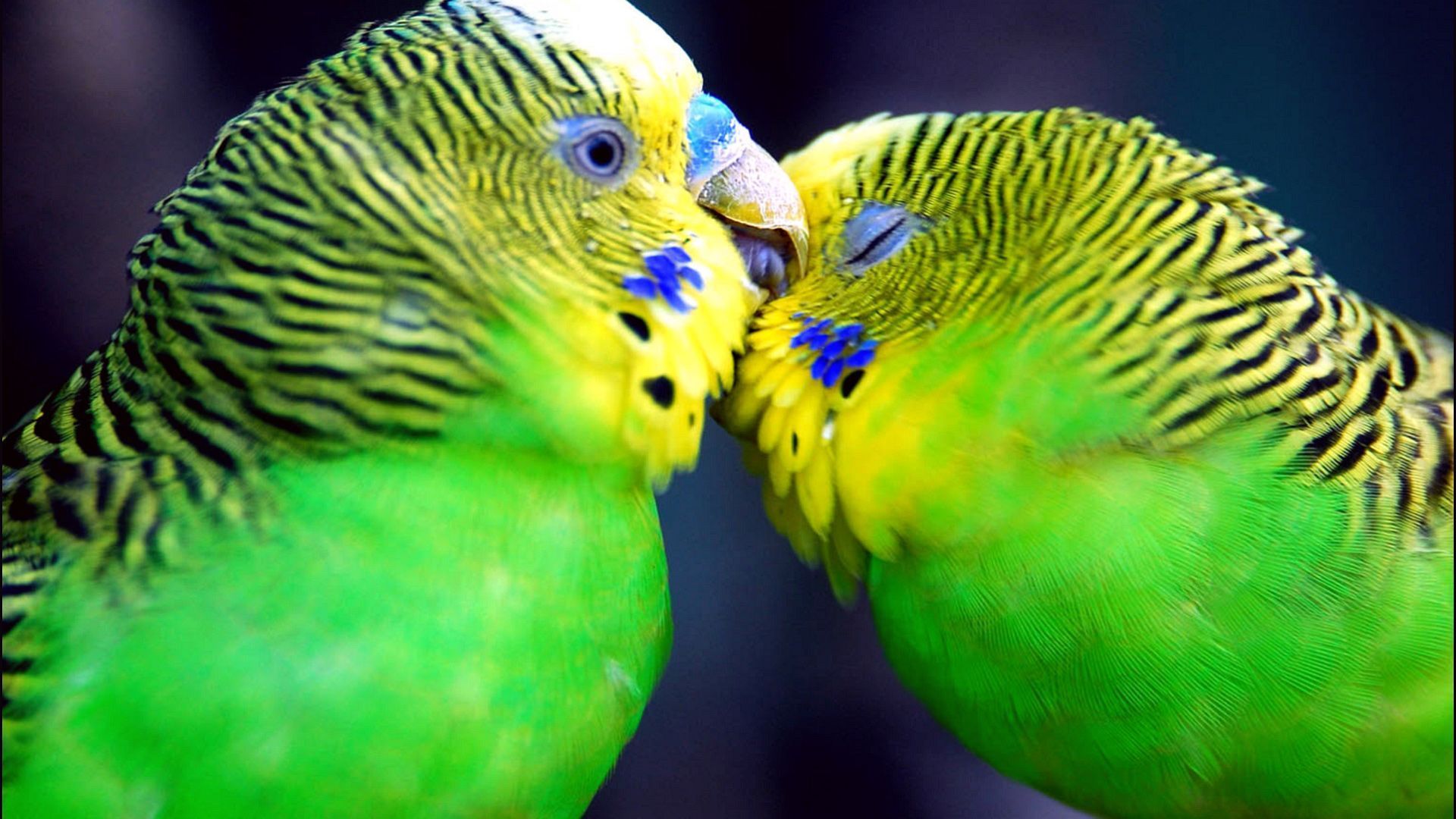 Download Animals Kissing Parrots Sizes Wallpaper Full HD Backgrounds
