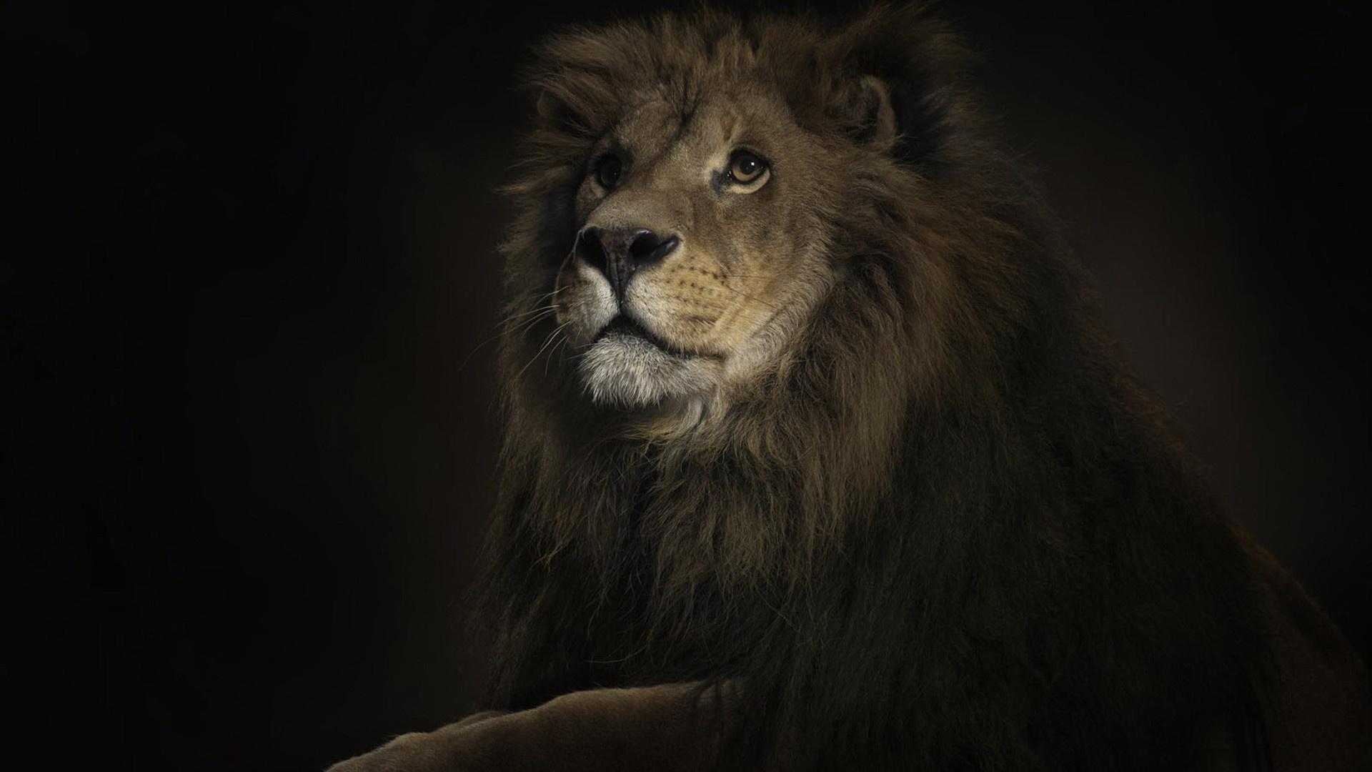 802 Lion HD Wallpapers Backgrounds - Wallpaper Abyss