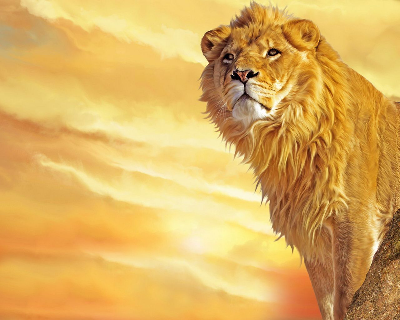 30 Beautiful And Stunning Lion Pictures Picpulp