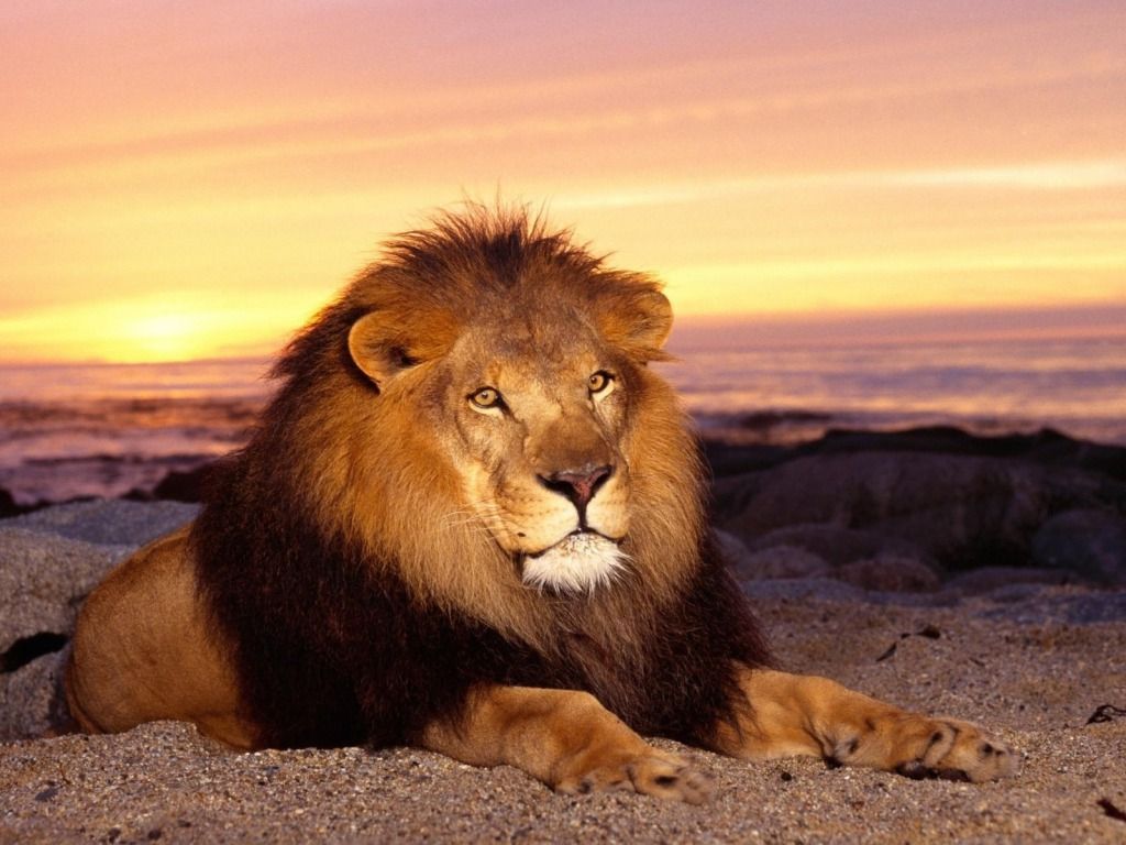 Most Powerful Lions In World HD Wallpapers Pictures Images