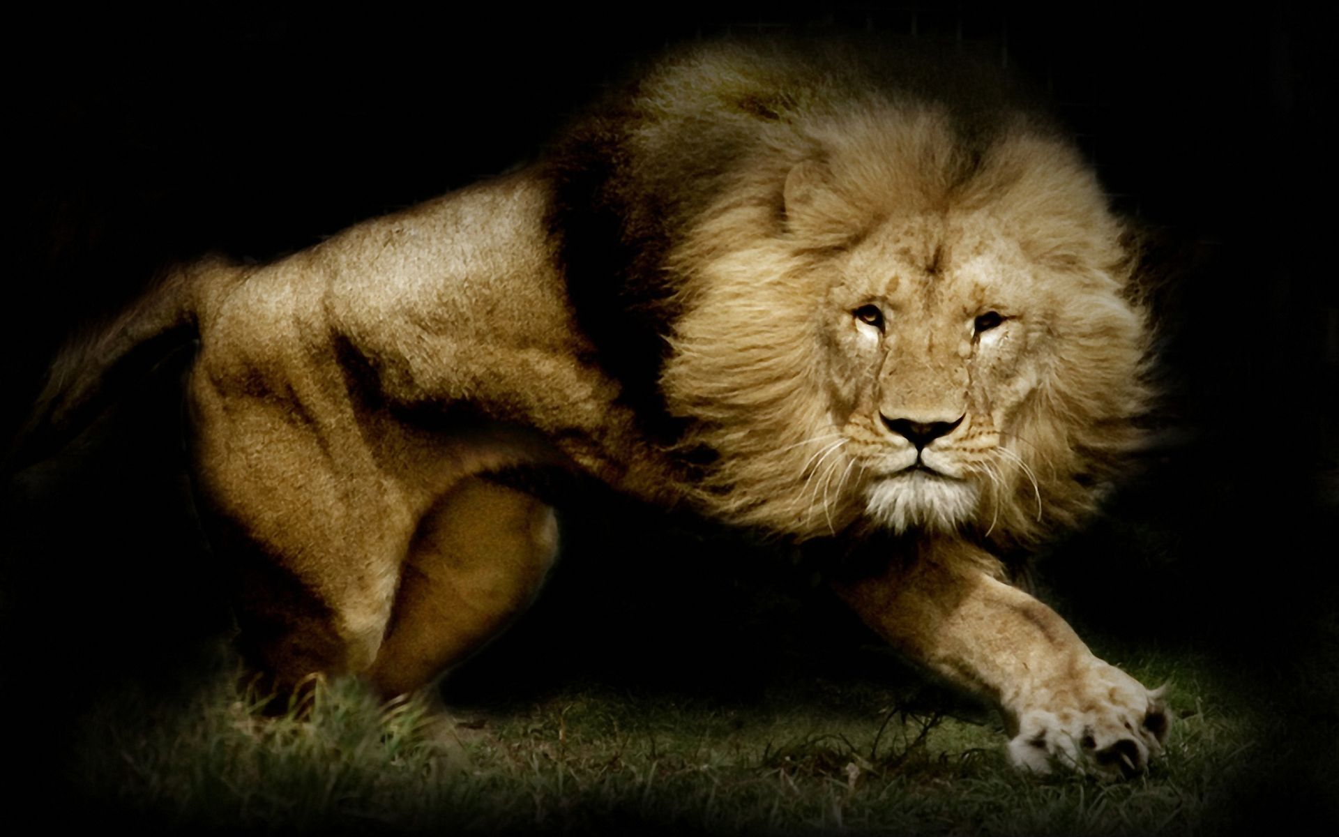 Lion Wallpaper Full HD Pictures