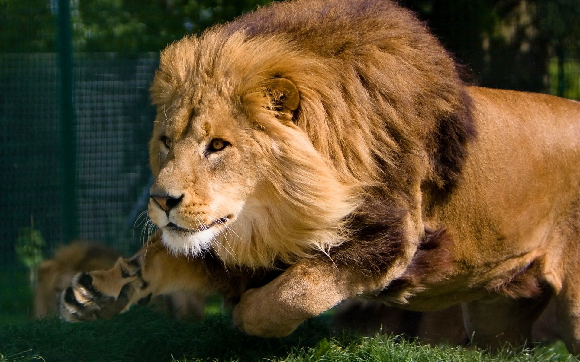 Angry lion wallpaper hd