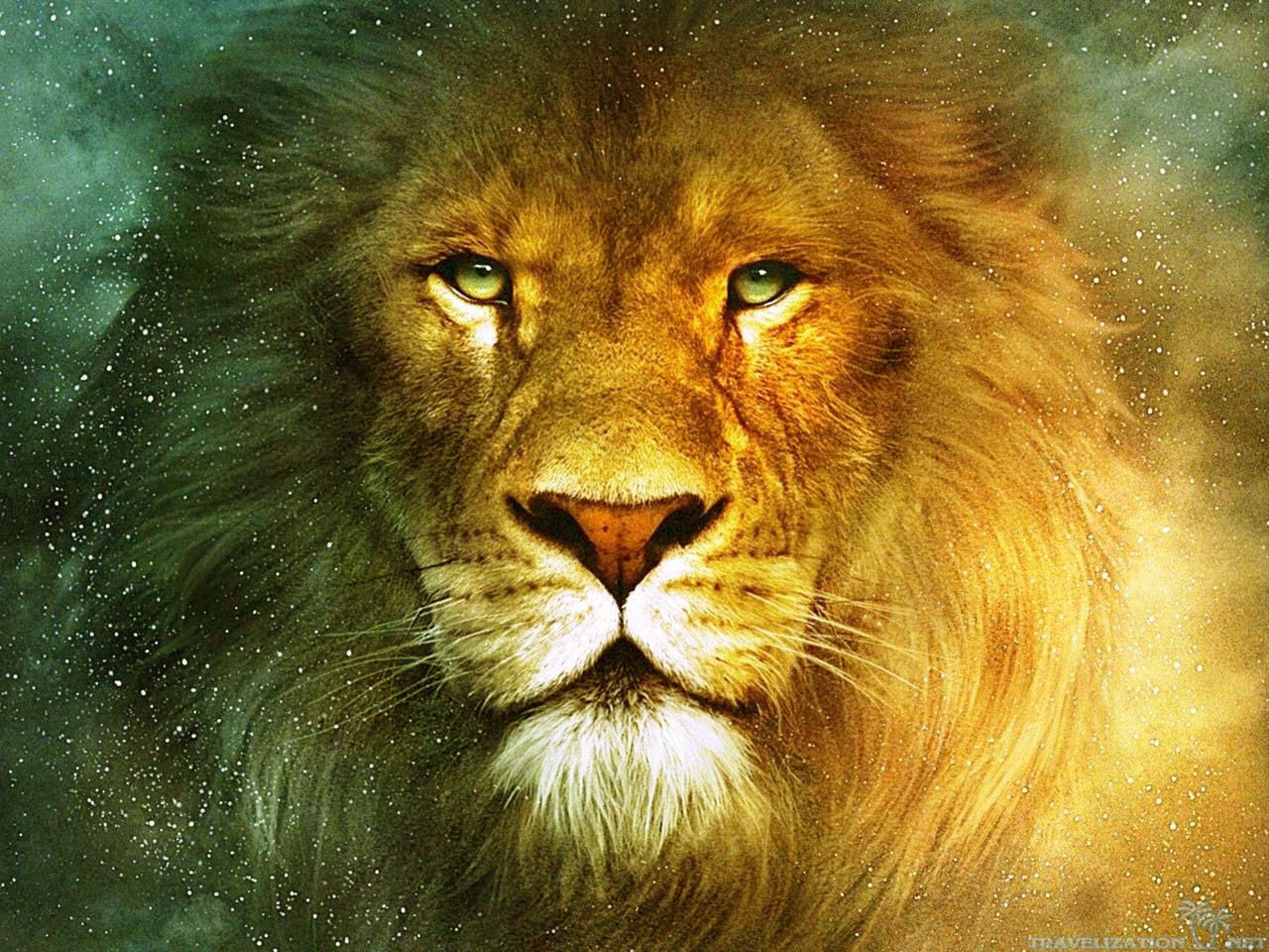Download Beautiful Lions Wallpaper Full HD Backgrounds