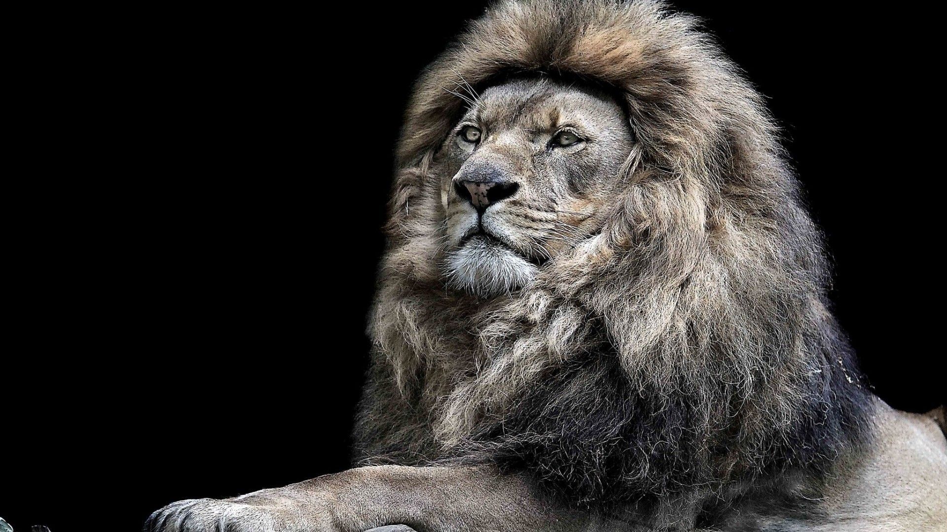 Lion Wallpapers Best Backgrounds