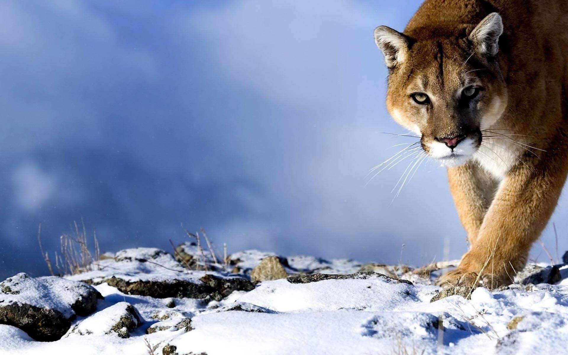 Mountain Lion HD Wallpaper | Mountain Lion Images | Cool Wallpapers