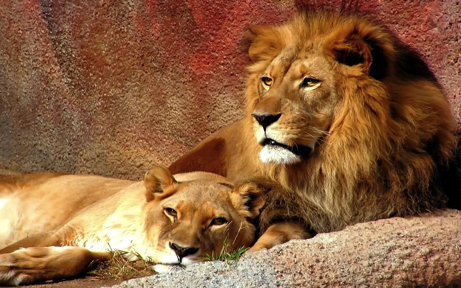 Lion Quotes And Wallpaper. QuotesGram