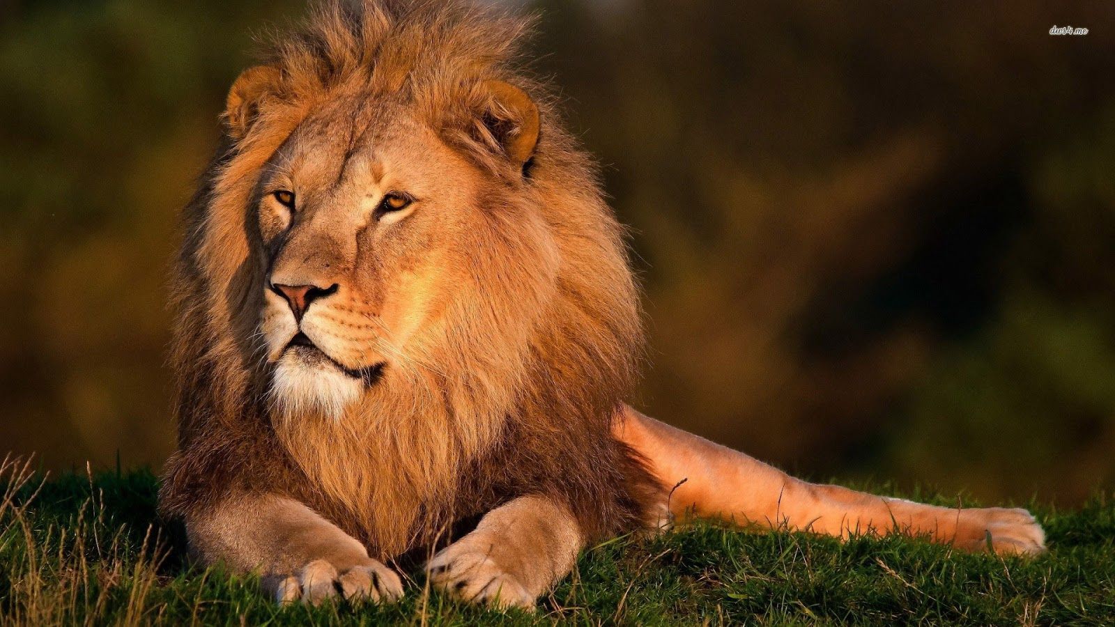 Lion Pictures HD Wallpapers Lion - HD Animal Wallpapers