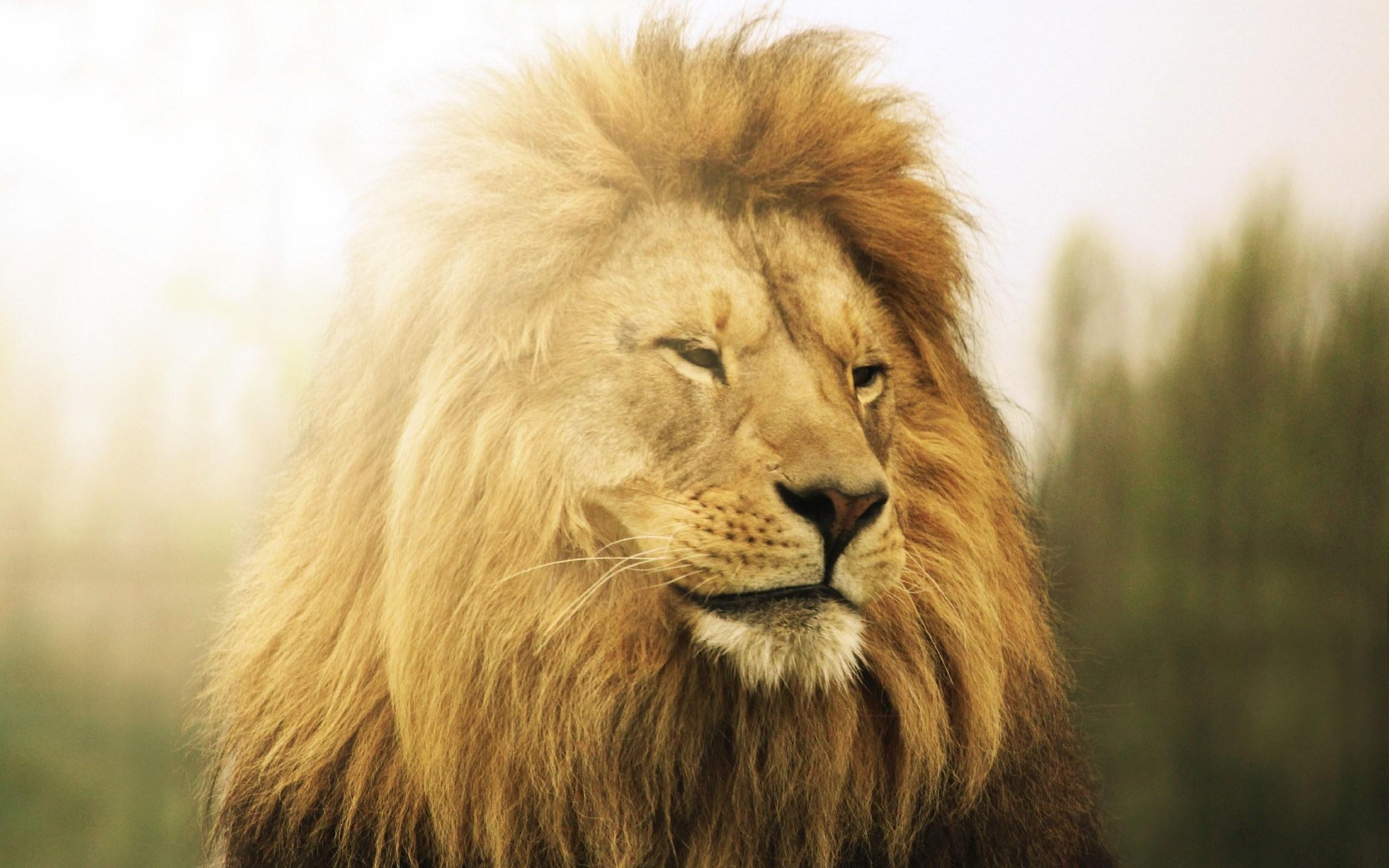 Lion-King-of-Zoo-Wallpaper-9.jpg