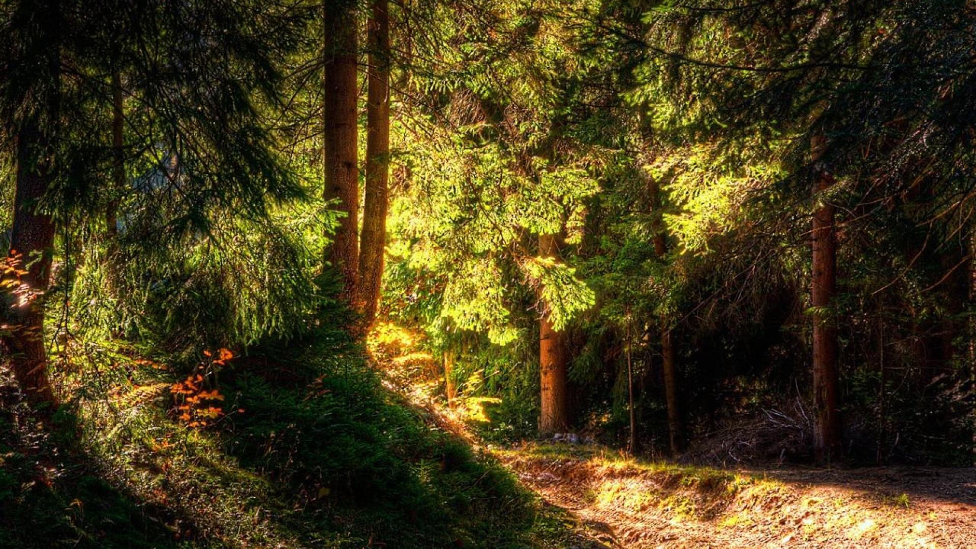 Forest wallpaper forest light nature trees free hd wallpapers ...