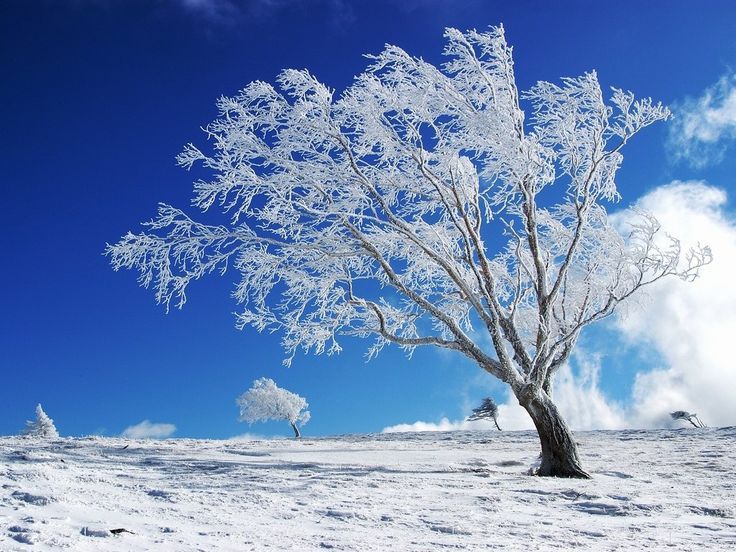 Winter Backgrounds | Free Download Winter Scenery PowerPoint ...