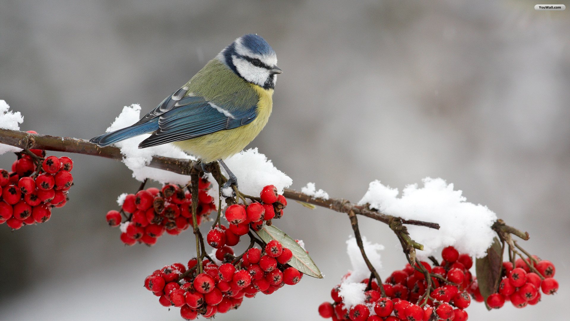 Winter Birds Desktop Wallpaper | Winter Bird Photos | Cool ...