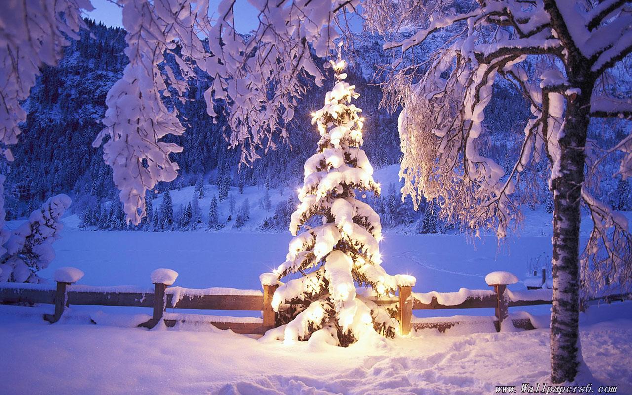 snow xmas tree lights christmas winter － Landscape Wallpapers ...