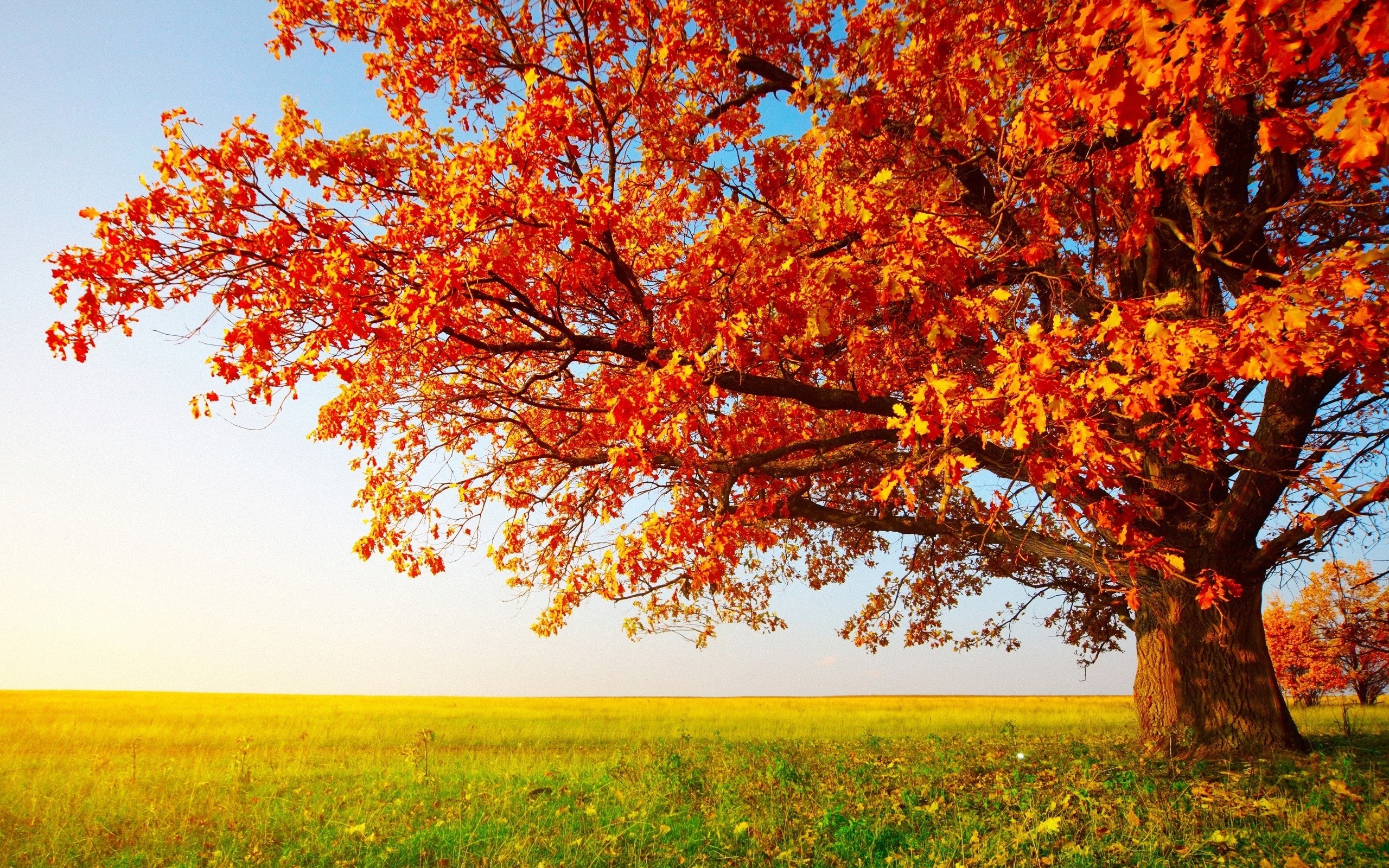 Download Big Autumn Tree Wallpaper Free Wallpapers 1063250