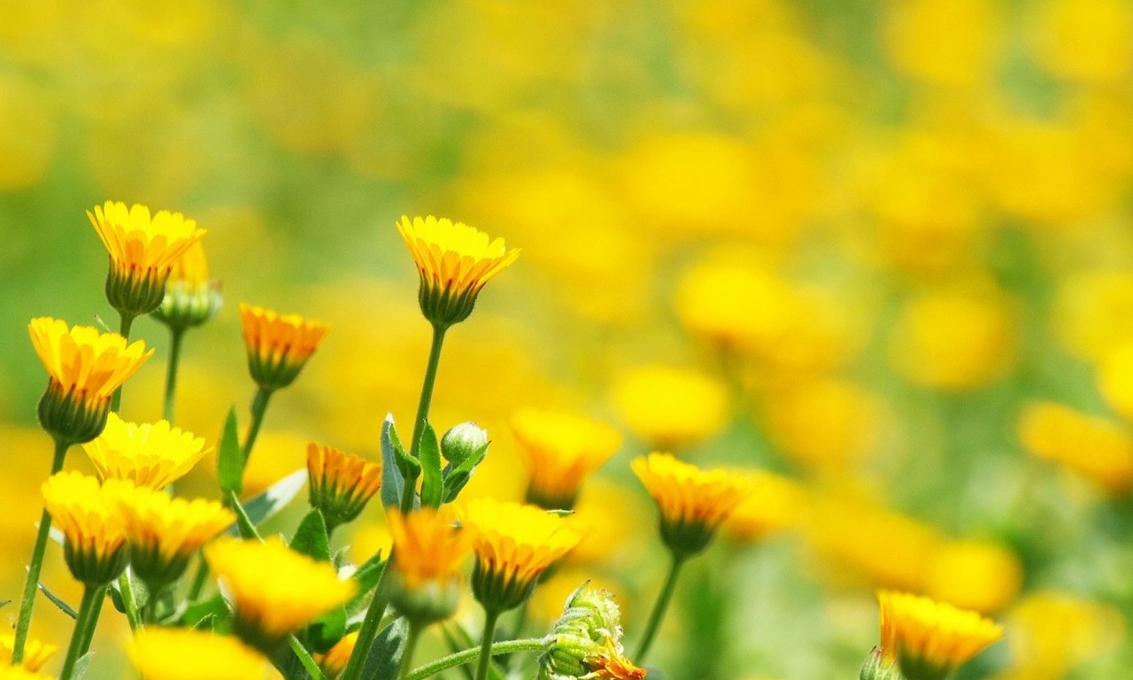 Yellow flowers in field wallpapers free download 1280x768