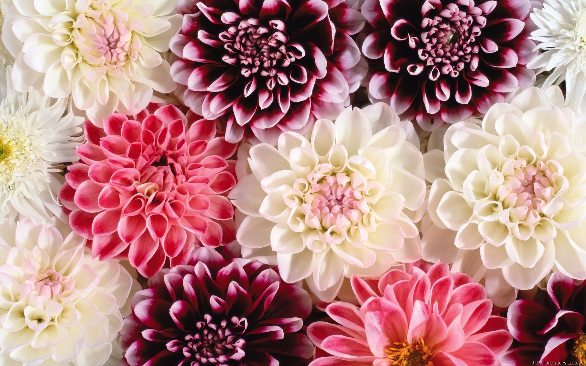 Floral wallpaper | QB