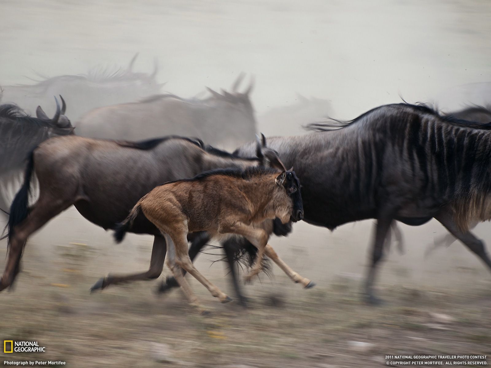 Wildebeest Picture Animal Wallpaper - National Geographic Photo