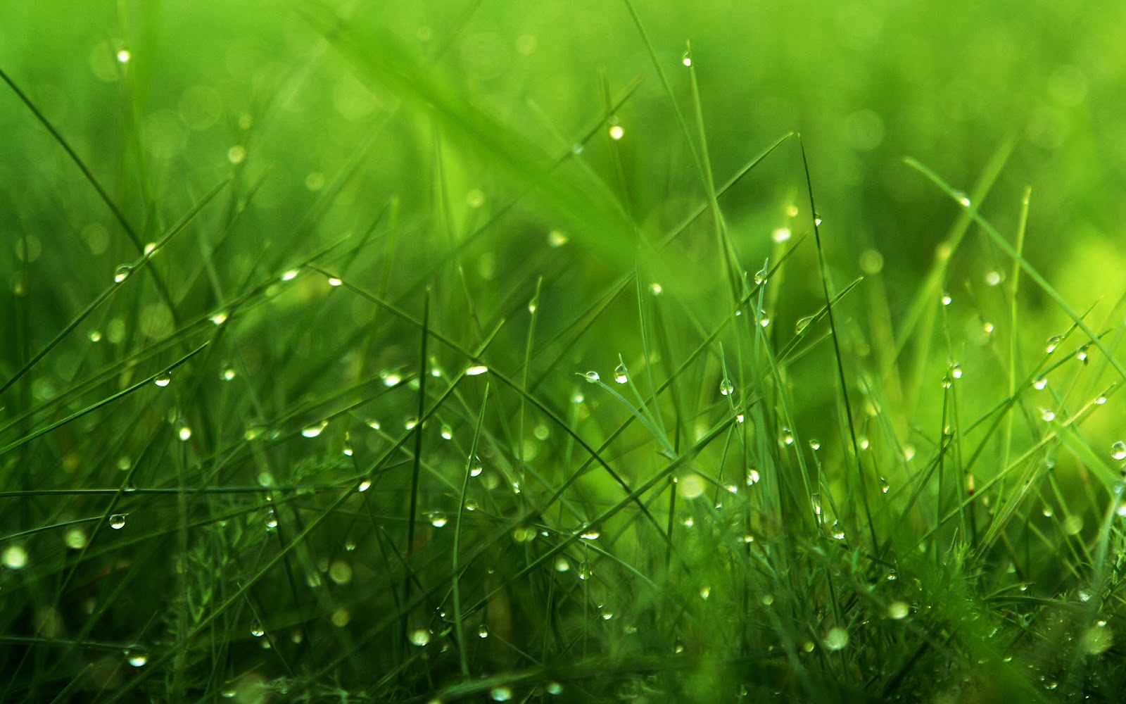 Top 41 Most Beautiful And Most Dashing GRASS Wallpapers In HD ...