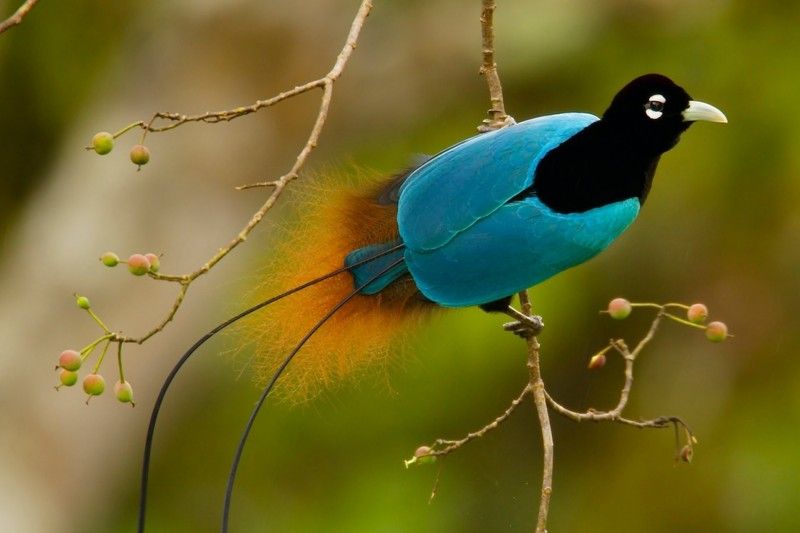 Top 10 Most Beautiful Birds In The World | Hd Wallpapers BEE