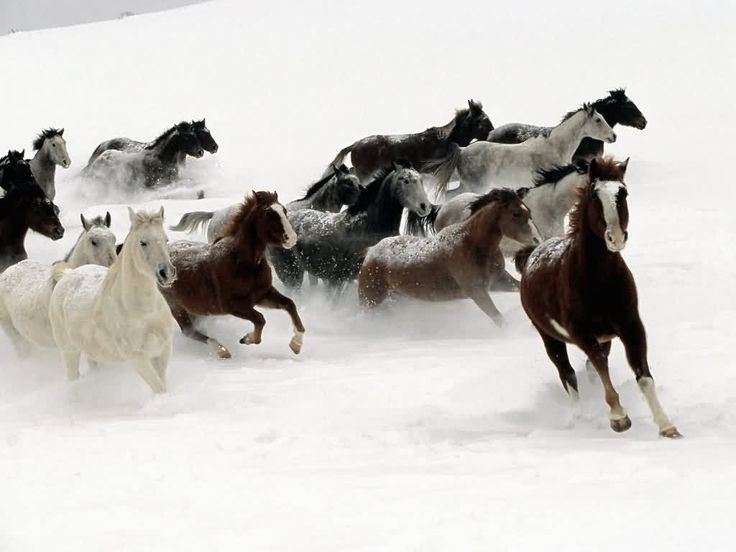 Beautiful Wild Horses | Top 15 Most Beautiful Wildlife Wallpapers ...