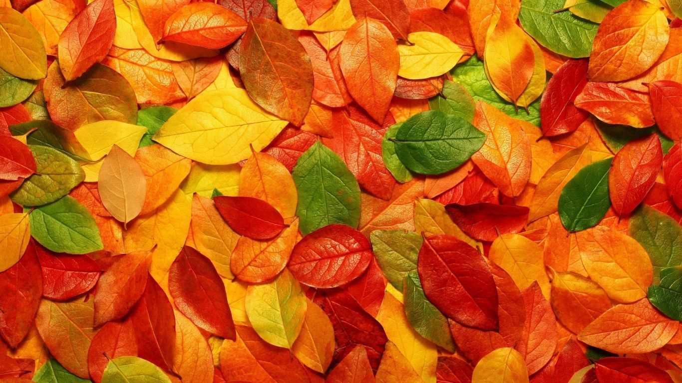1366x768 Autumn Leaves Background Wallpaper