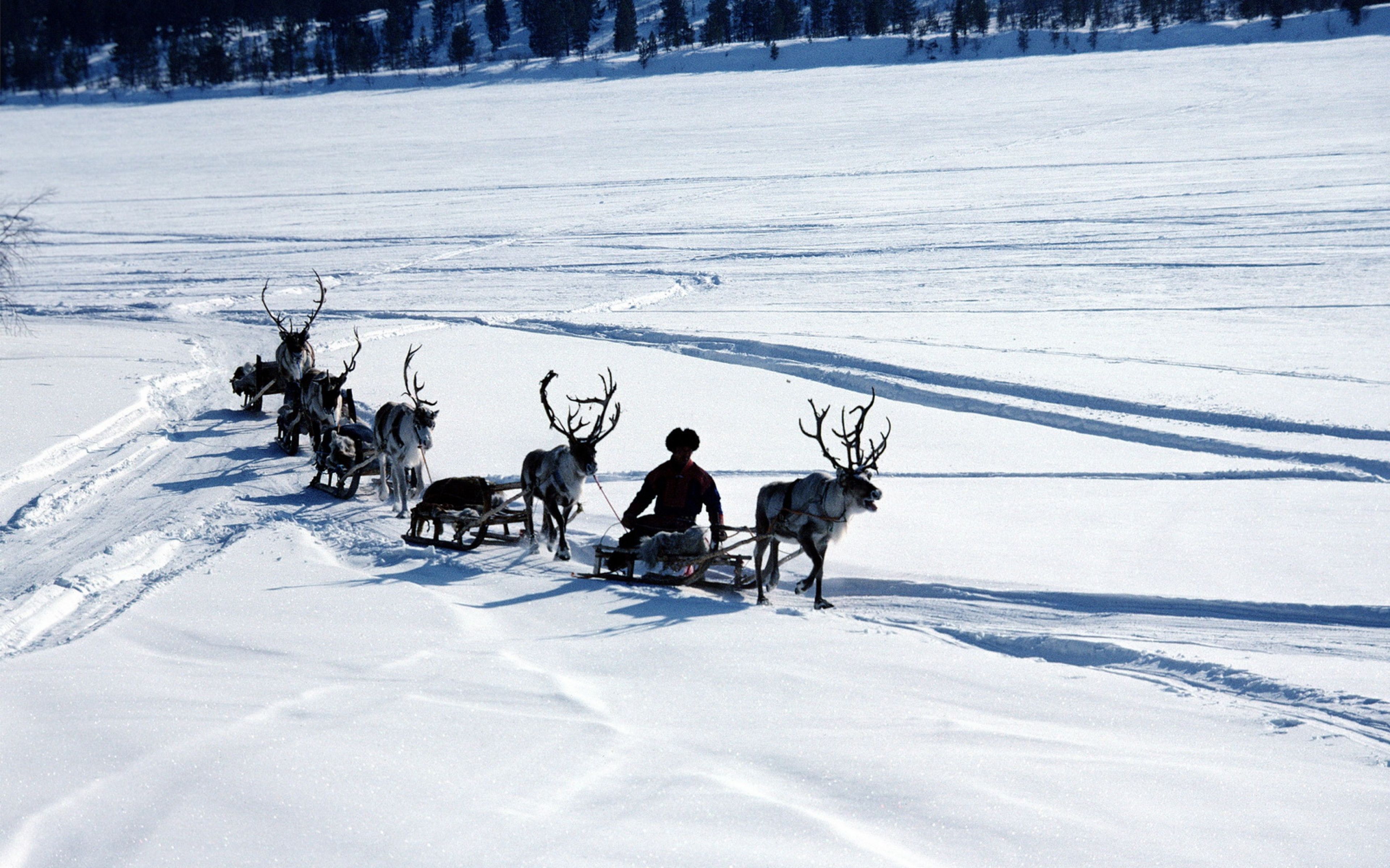 Download Wallpaper 3840x2400 Snow, Deer, Sledge, Person, Transport