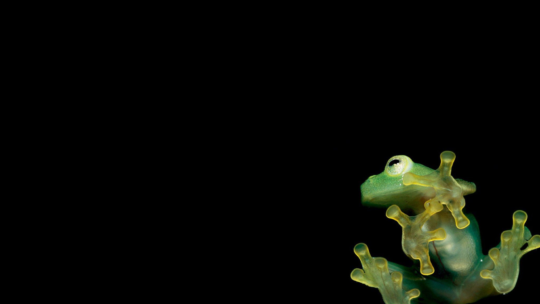 Frog wallpaper 2048x1152 - (#30757) - High Quality and Resolution ...
