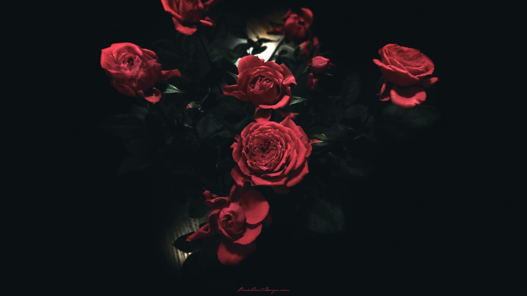 Dark Red Roses widescreen wallpaper | Wide-Wallpapers.NET