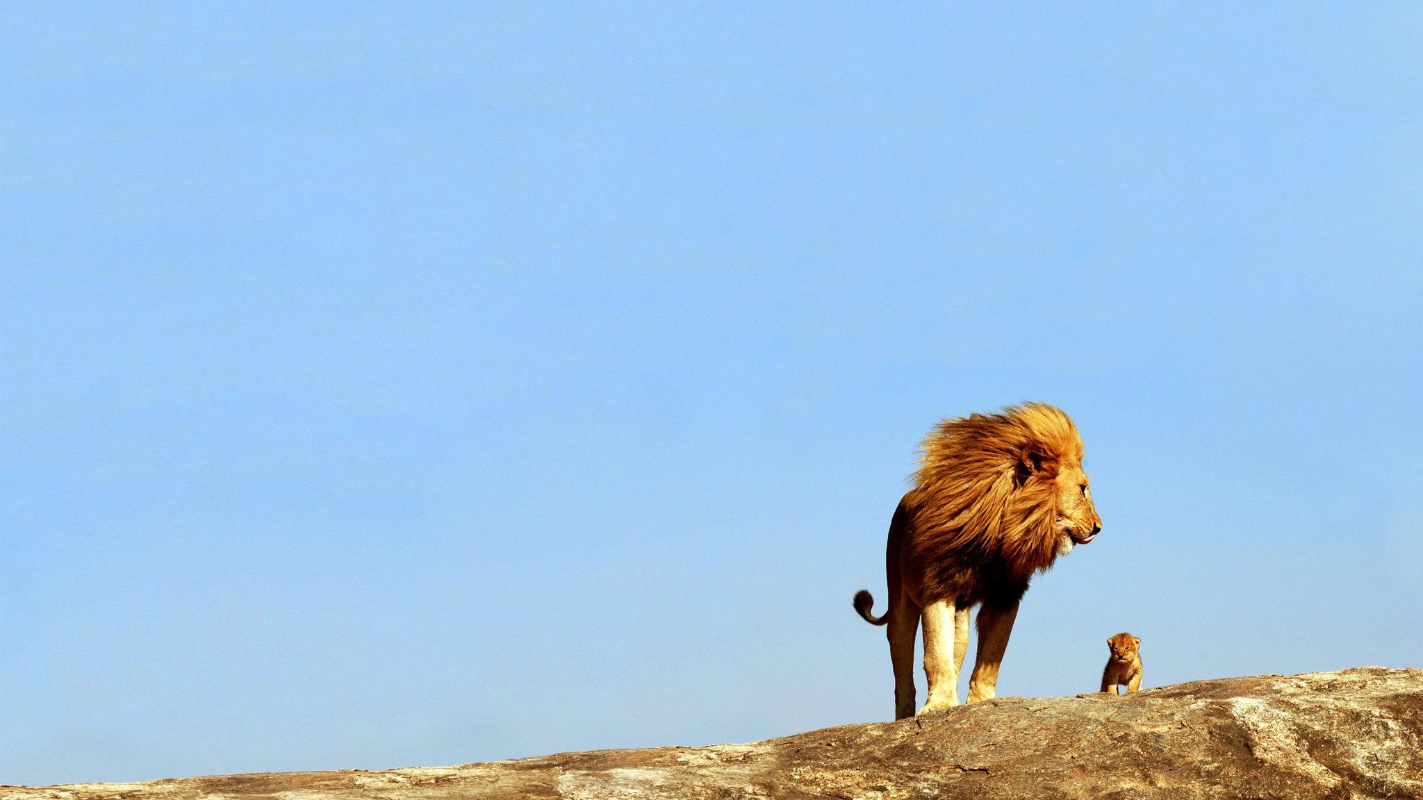 Lion wallpaper 2048x1152 - (#37108) - High Quality and Resolution ...