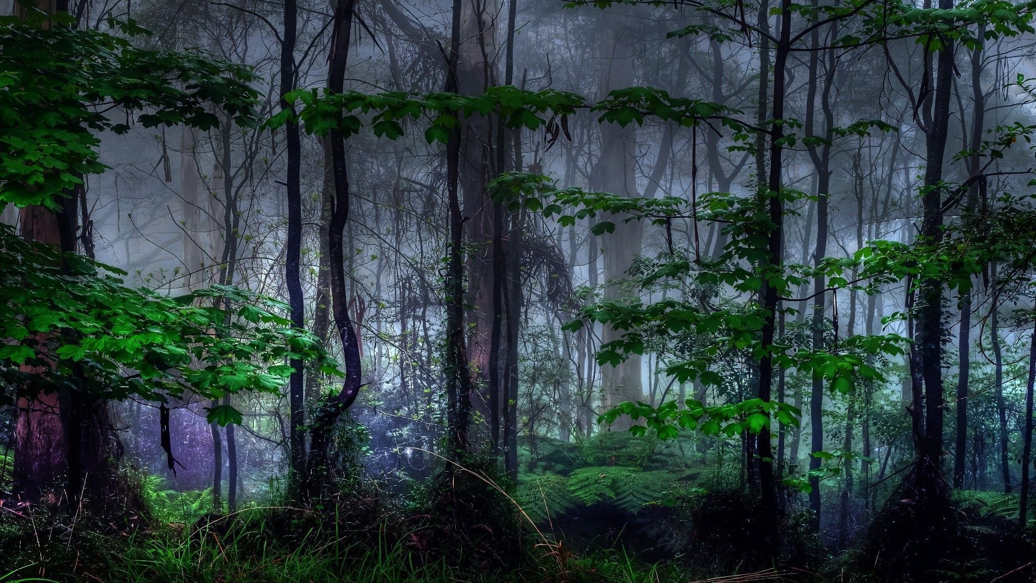 The Dark Forest widescreen wallpaper | Wide-Wallpapers.NET