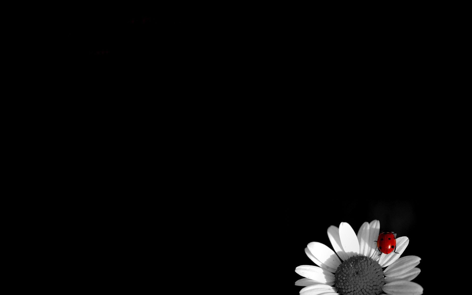 Black And White Flowers Wallpapers HD | Wallpapers, Backgrounds ...